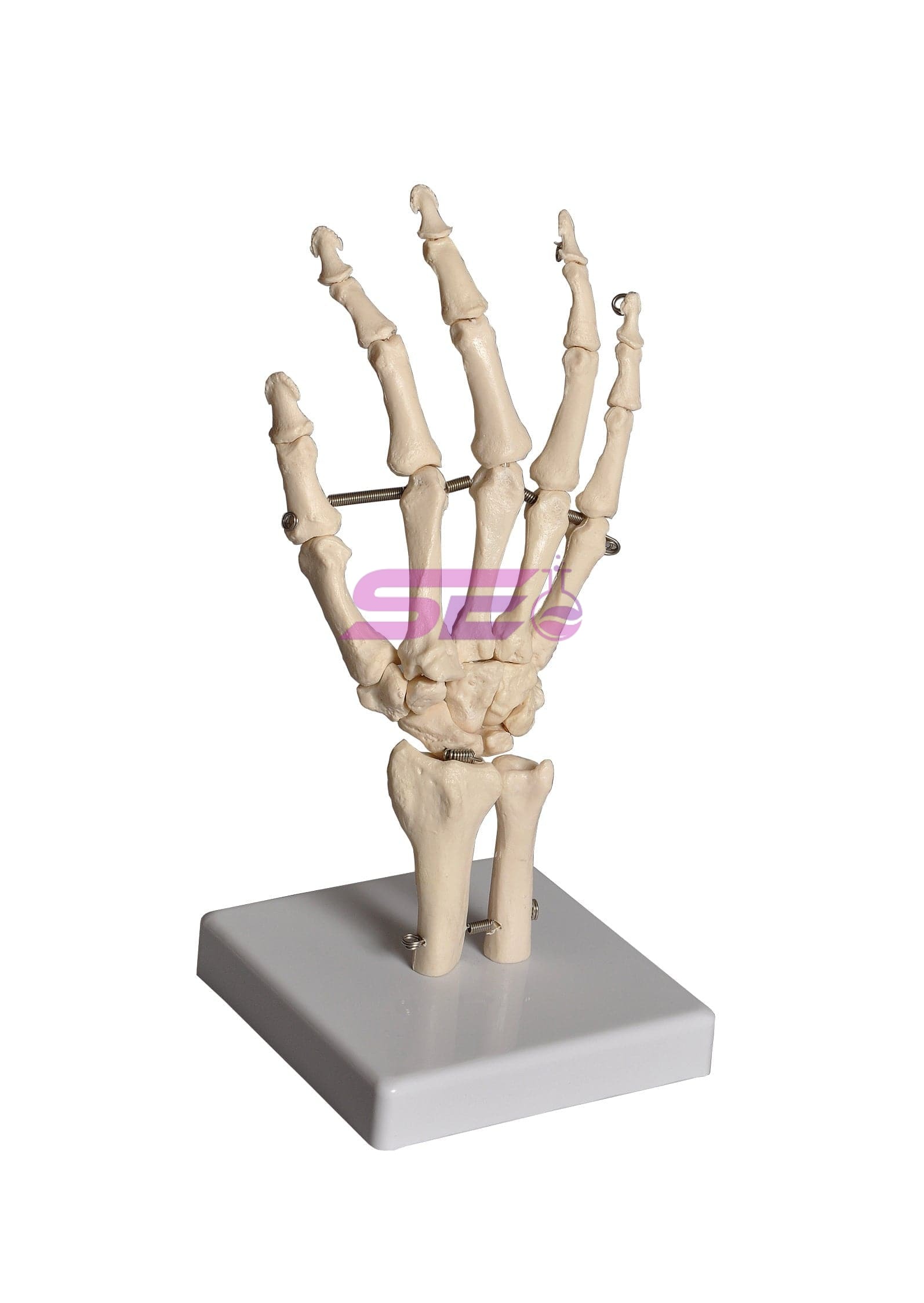 Human Hand Model